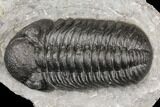 Bargain, Boeckops Trilobite - Nice Eye Facets #126313-1